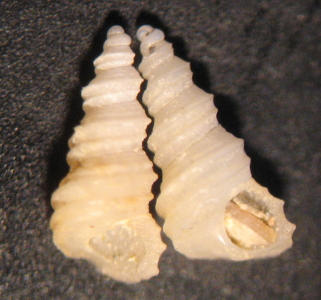 Turritella sp. juv.